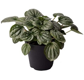 Peperomia-Radiator Plant 